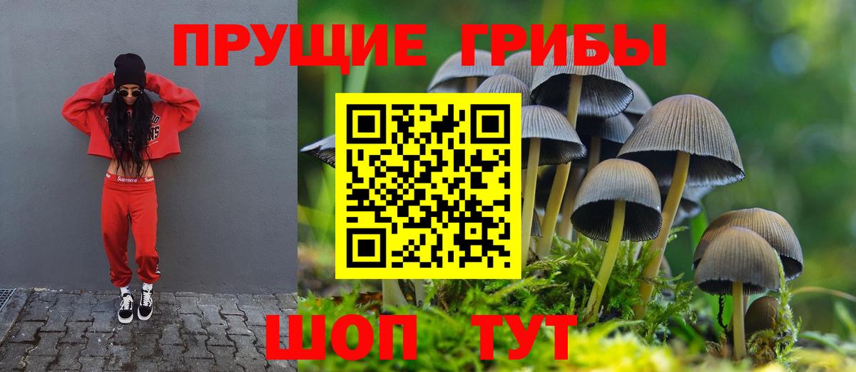 Псилоцибиновые грибы Psilocybine cubensis Когалым